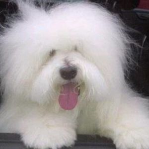 Meet your Posher, Nikie